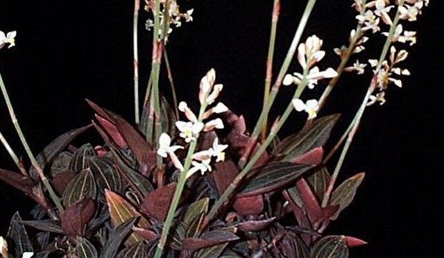 Ludisia