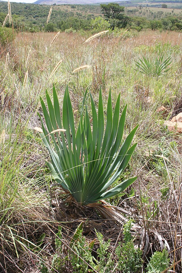 布恩花（Boophone disticha）