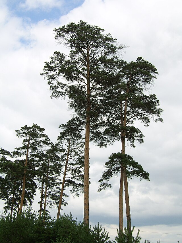 Japanese Red Pine