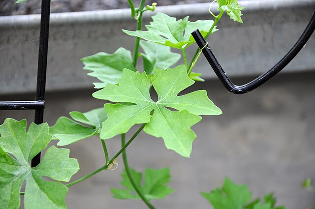 Ibervillea Sonorae