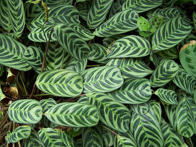 Ctenanthe