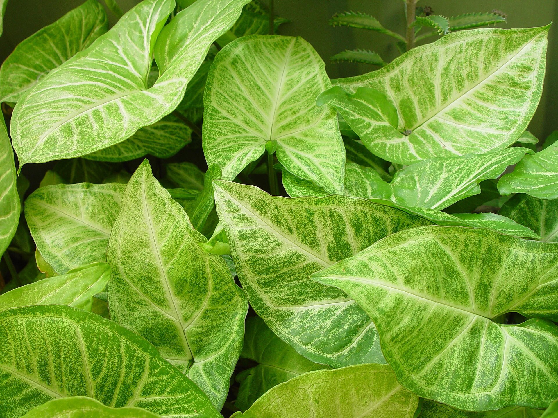 Syngonium
