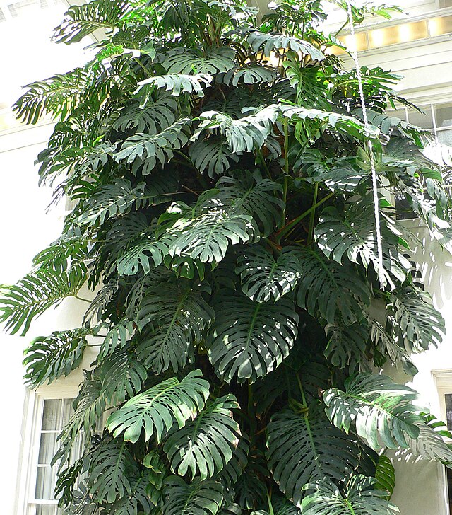 Monstera Deliciosa