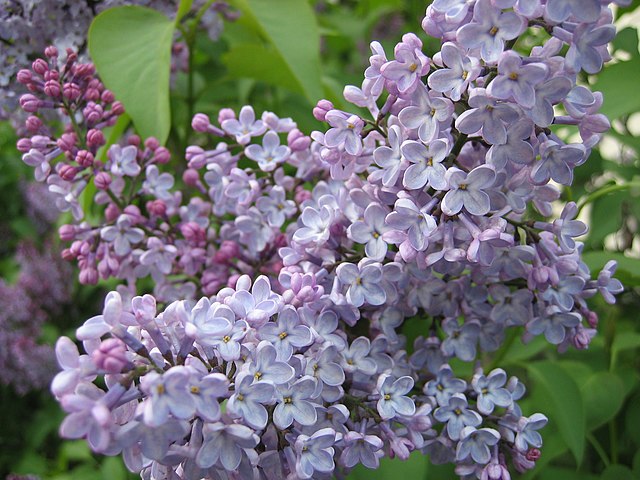 ライラック(紫丁香花)