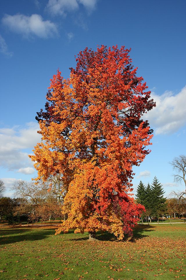 楓香(フウ) (Liquidambar formosana)
