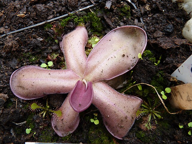 Pinguicula Laueana
