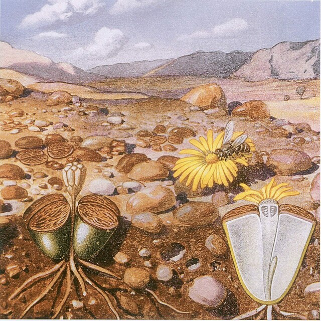 Lithops