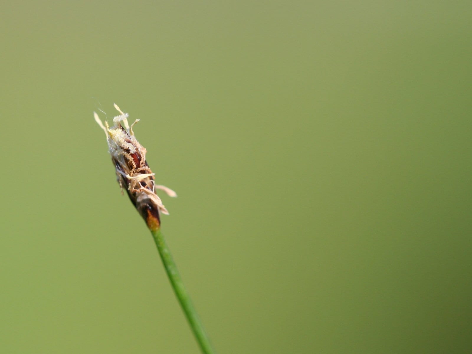 Hairgrass