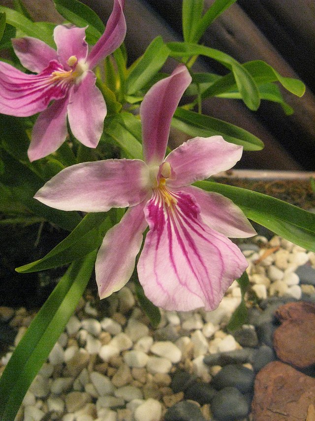 米爾同尼亞蘭（Miltonia spectabilis）