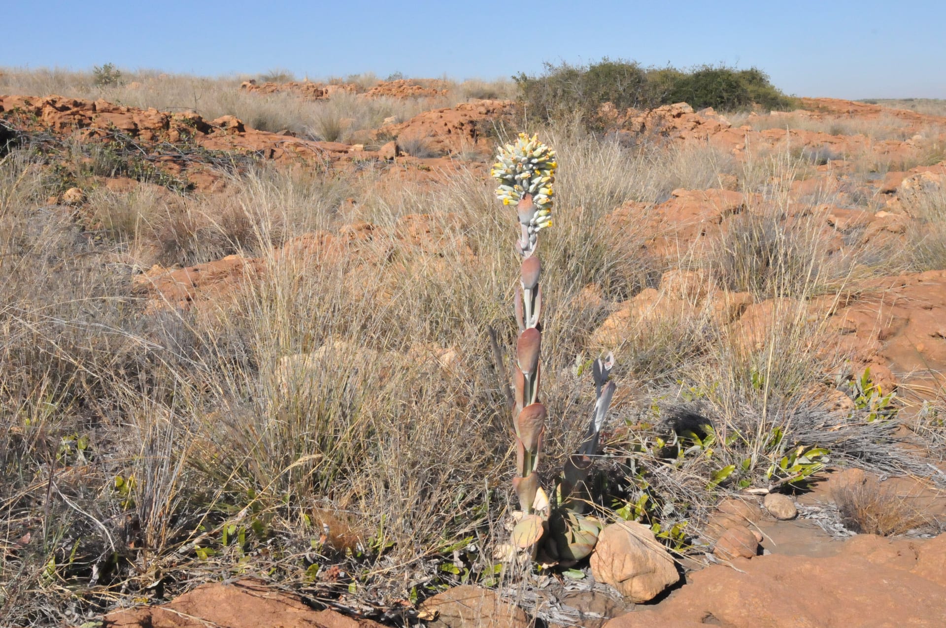 唐印 (Kalanchoe thyrsiflora)