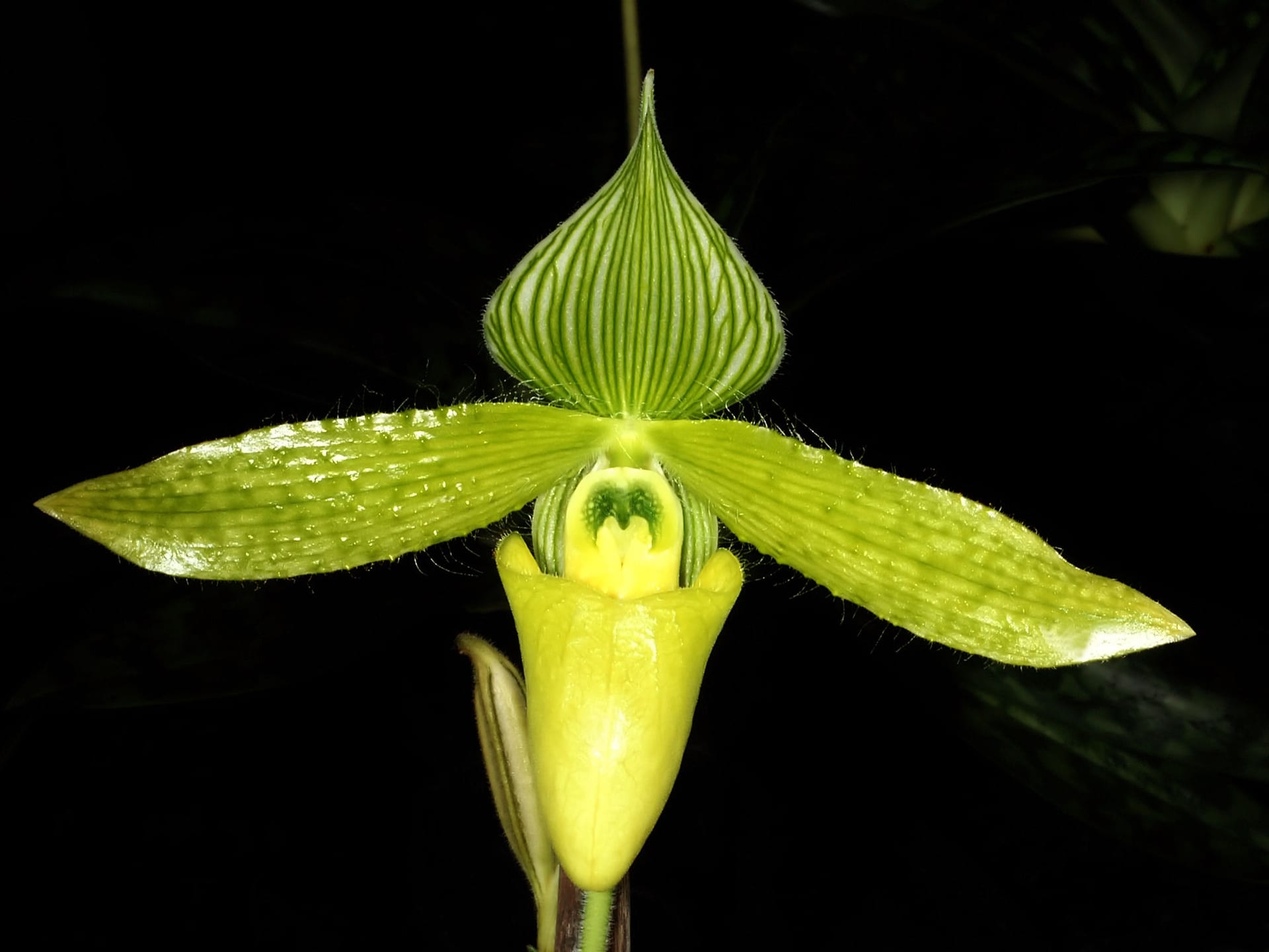 苏卡库利兜兰（Paphiopedilum sukhakulii）