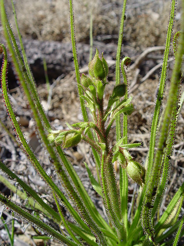 Drosophyllum Lusitanicum