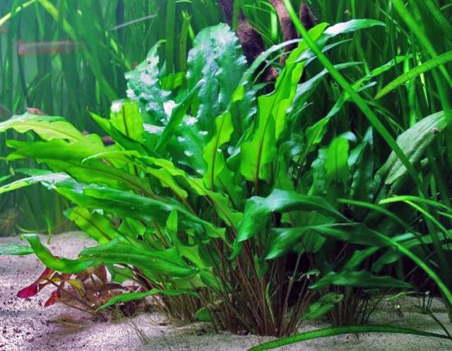 隐水草