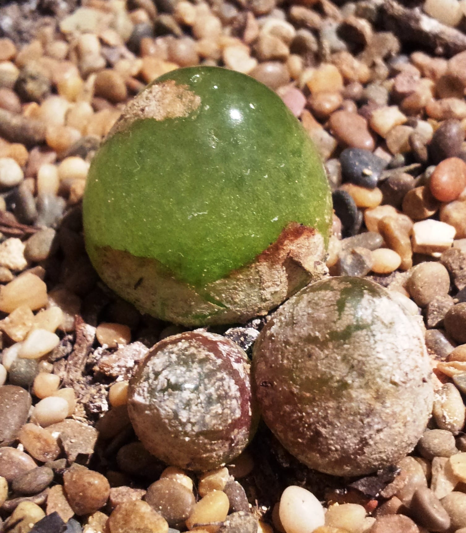 布爾格生石花