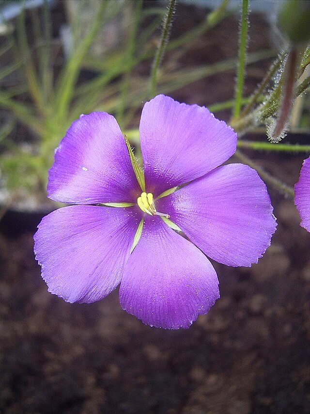 Byblis Gigantea