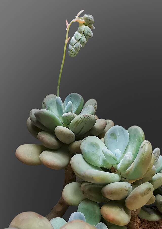 星美人
