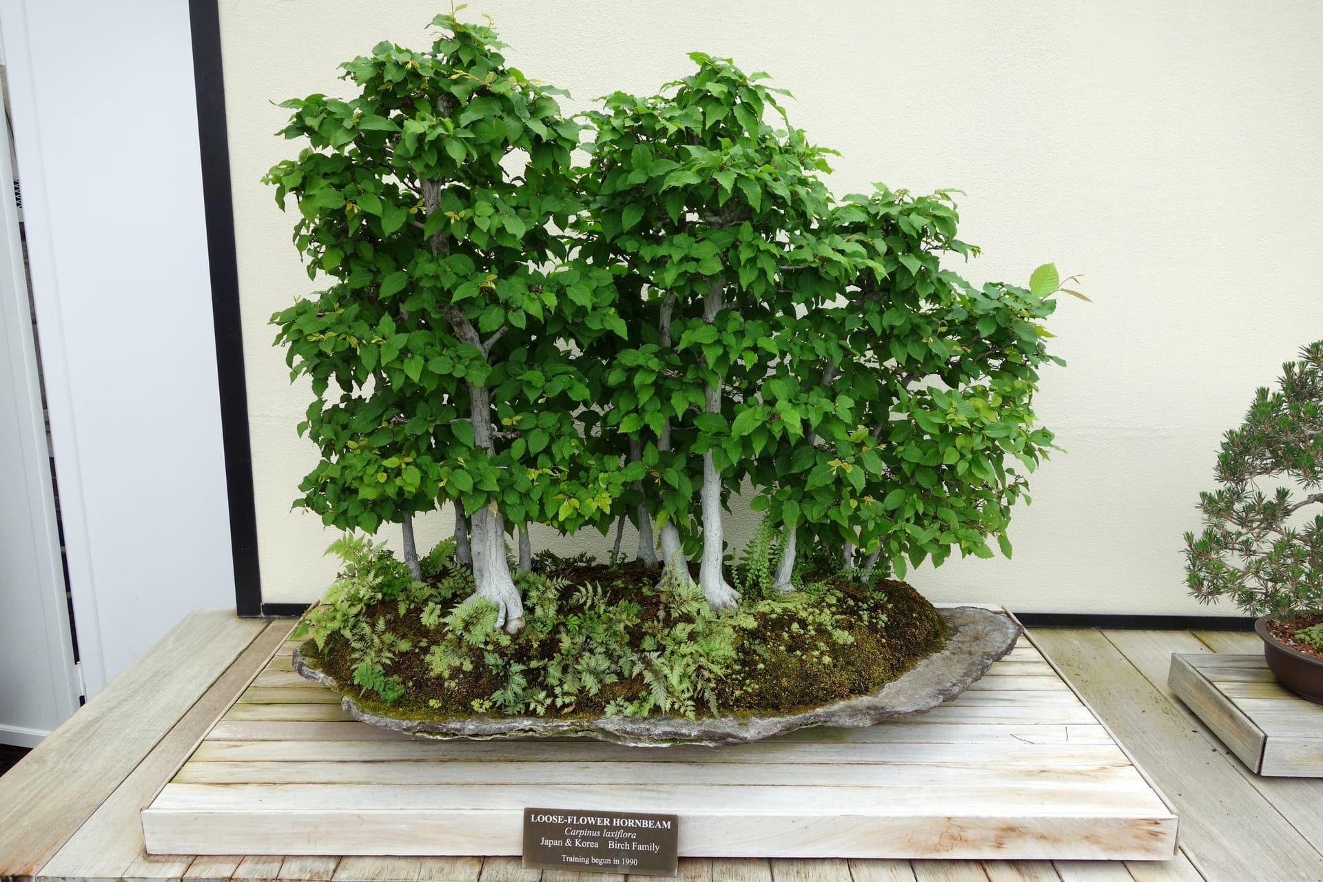 疏花鹅耳枥
