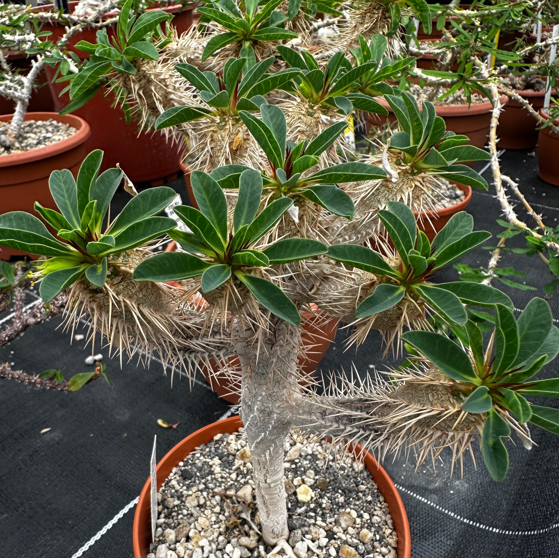 ユーフォルビア・ギラウミニアナの育て方・特徴・価格相場｜塊根植物