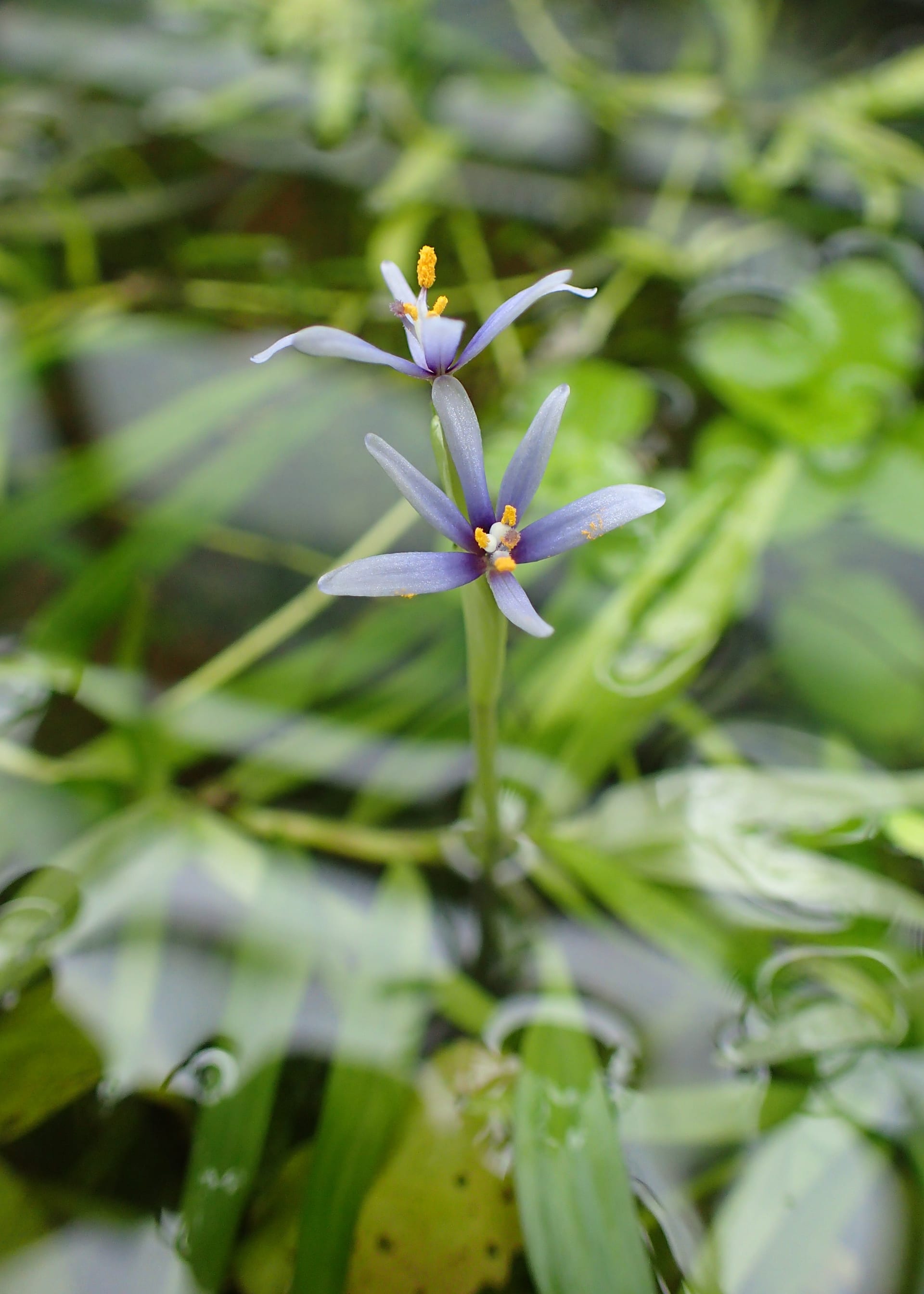 星草