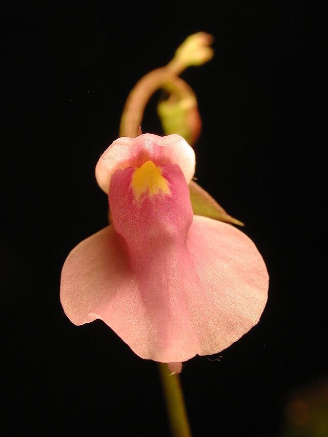 卡利基菲达狸藻（Utricularia calycifida）