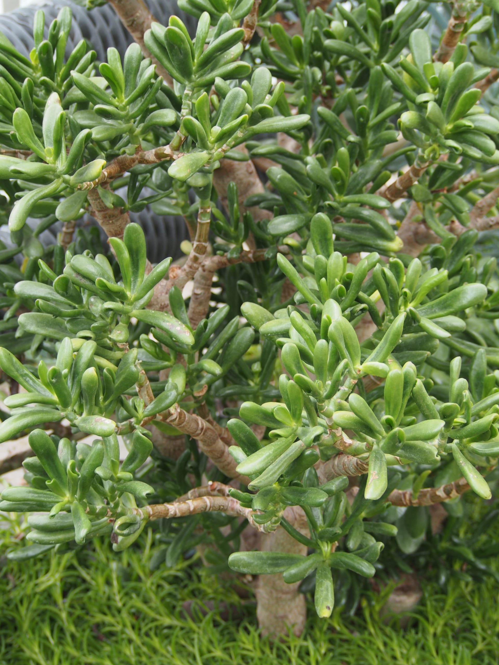 Crassula ovata 'Gollum' (Crassula ovata 'Gollum')