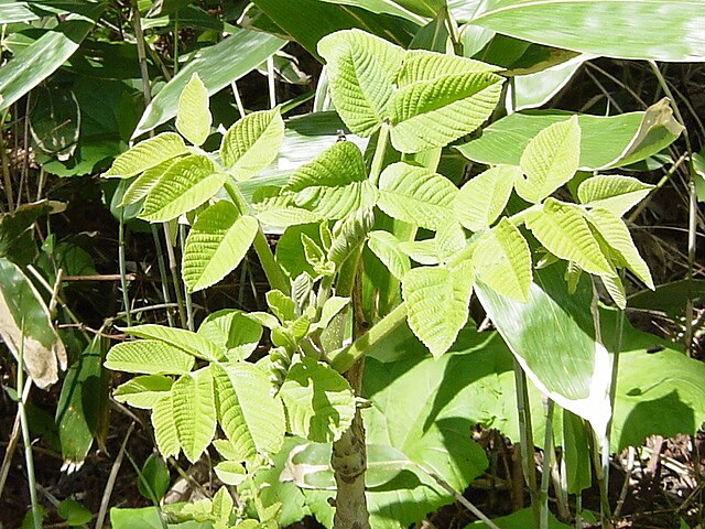 漆樹