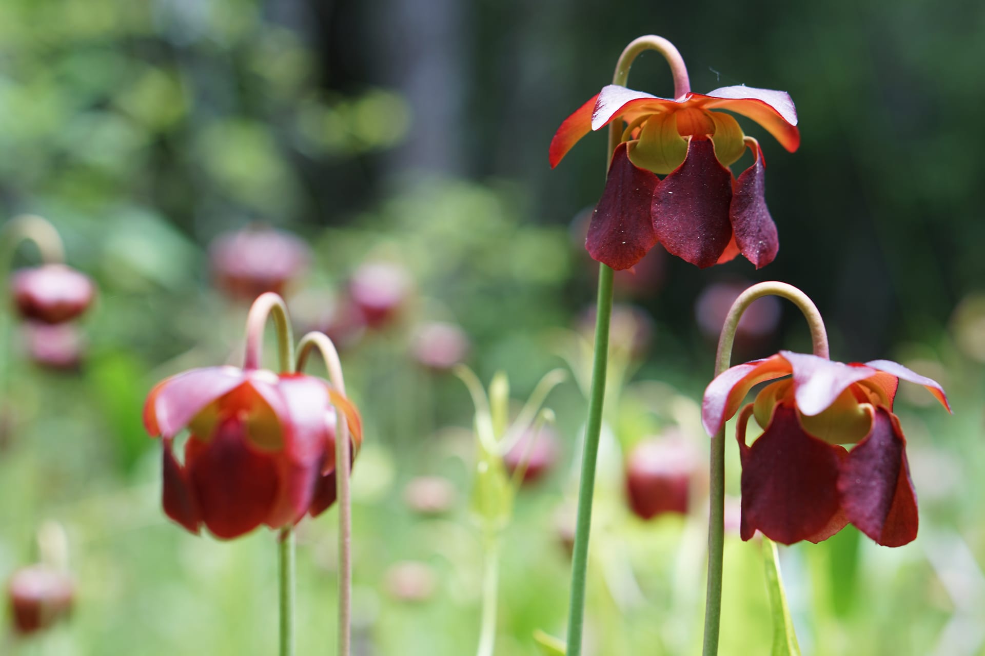 Mountain sweet pitcher plant