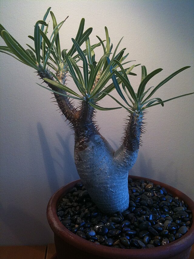 Pachypodium Gracilius — Care Guide, Traits & Pricing｜Caudex Plant