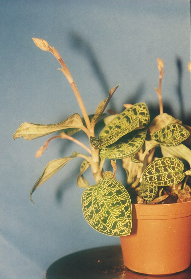 Macodes Petola