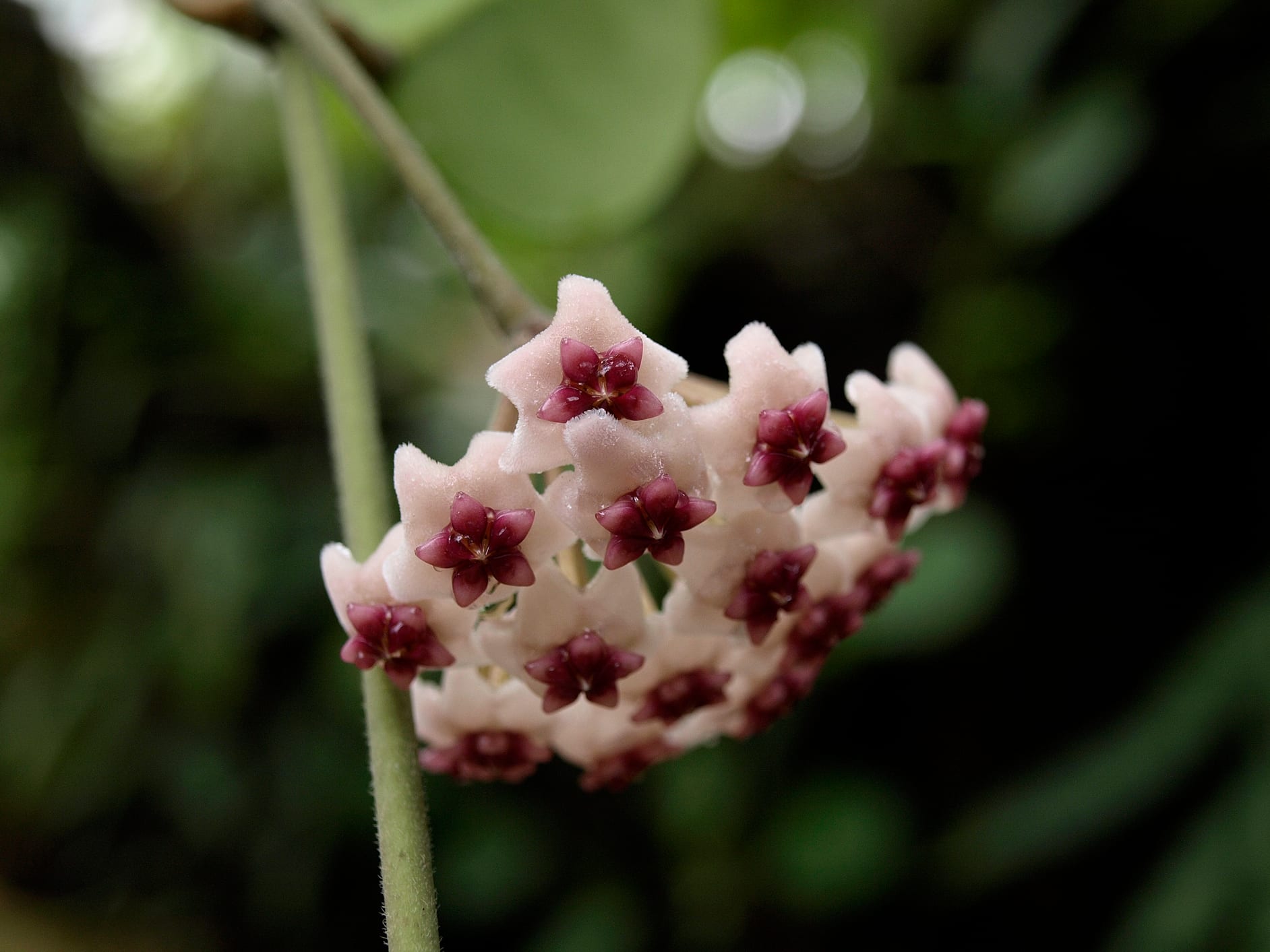Hoya obovata