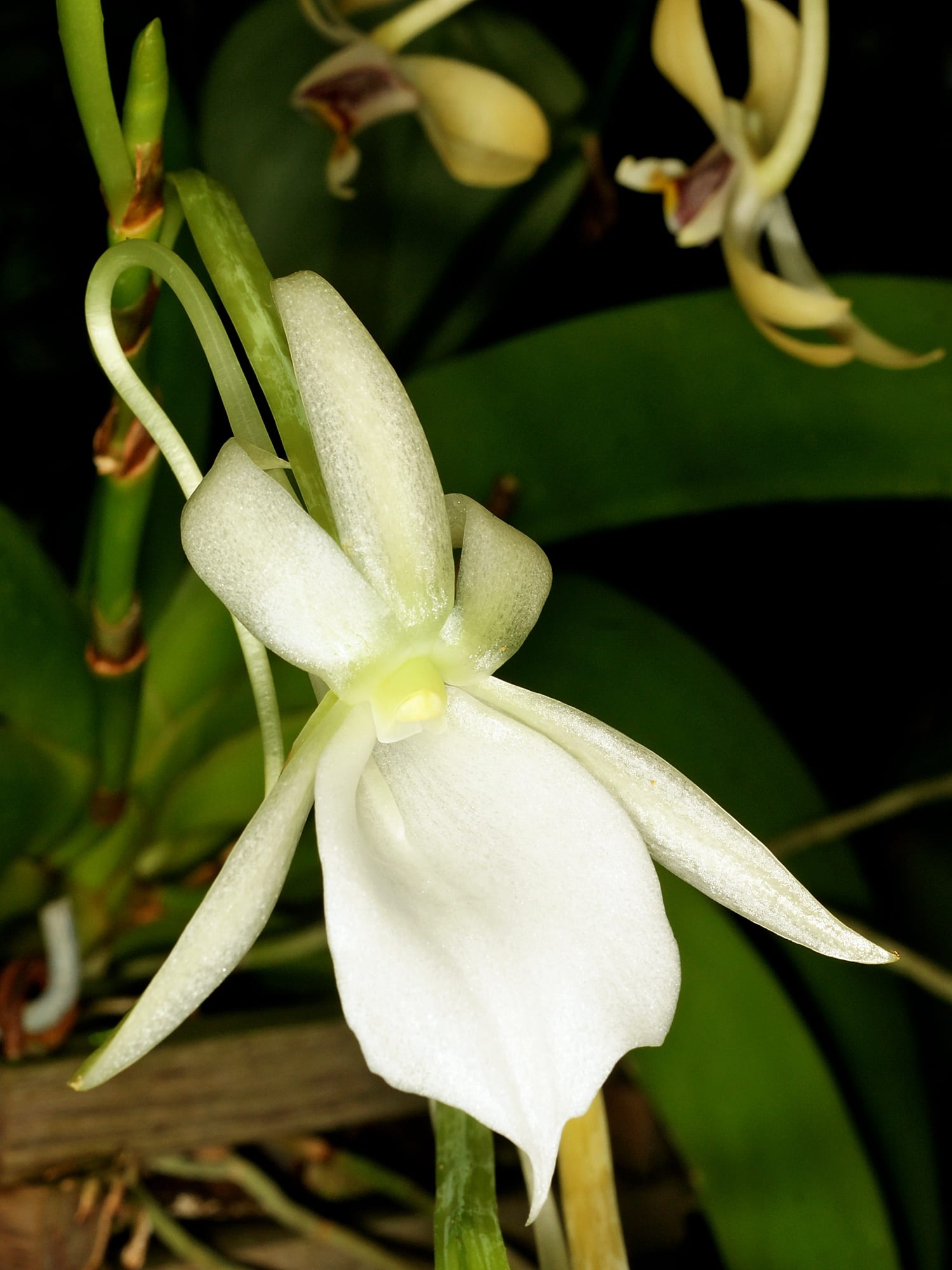 アングレカム・レオニス (Angraecum leonis)