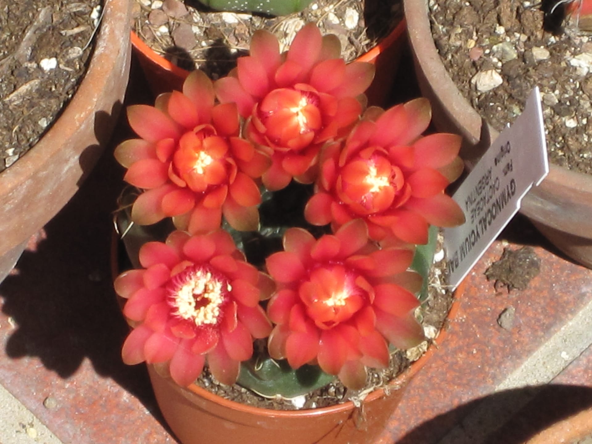 Dwarf chin cactus