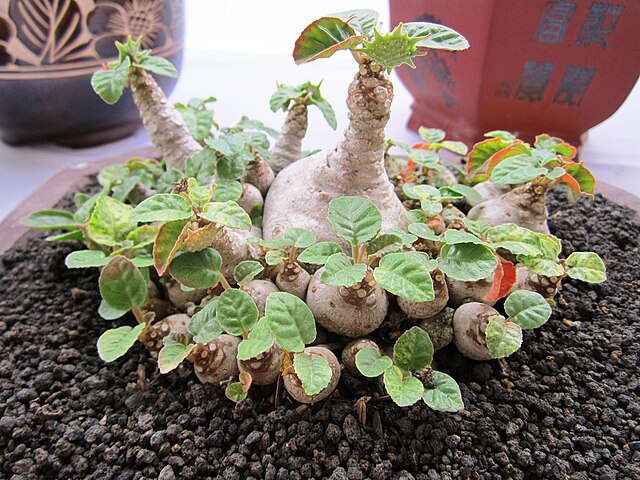 Dorstenia Foetida
