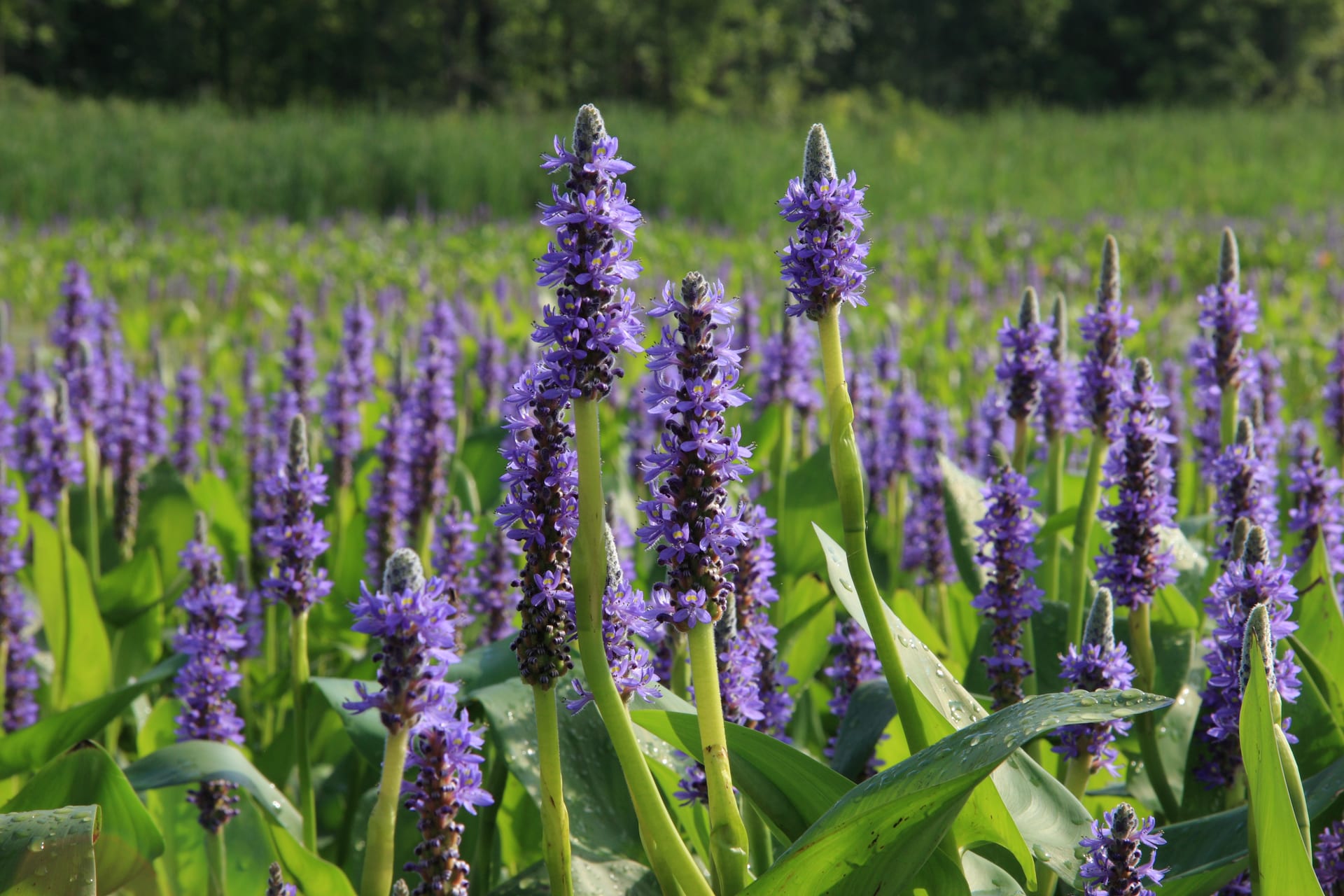彭蒂德利亞·科爾達塔(Pontederia cordata) (Pontederia cordata)