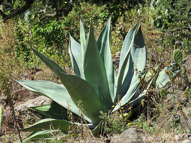 韋伯龍舌蘭 (Agave weberi)