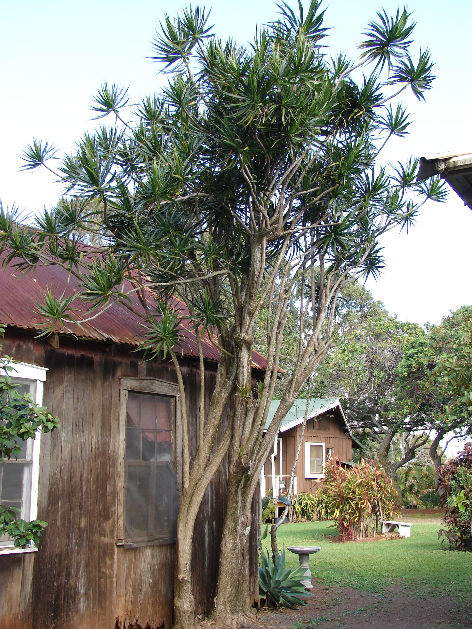Dragon Tree