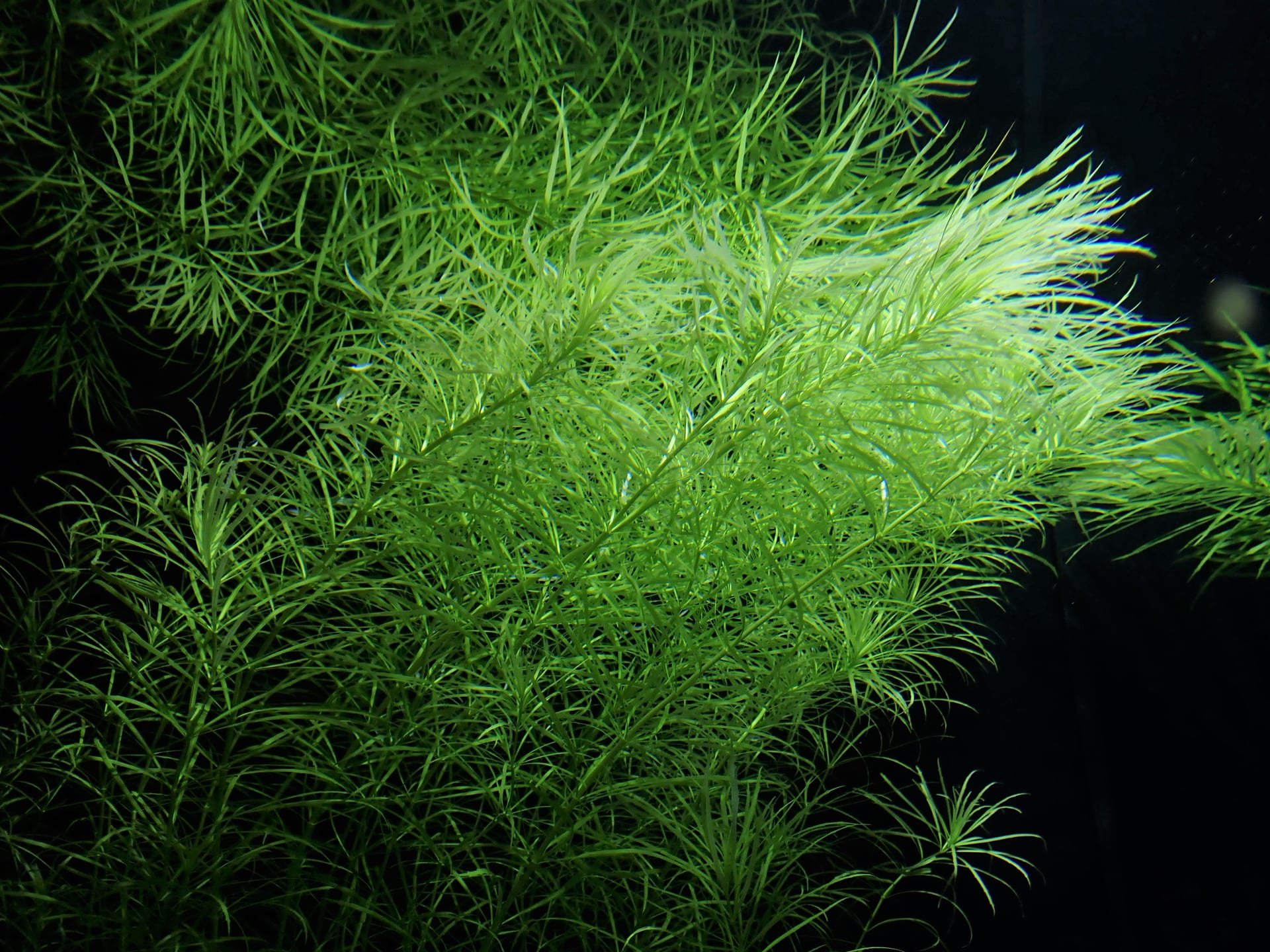 Star rotala