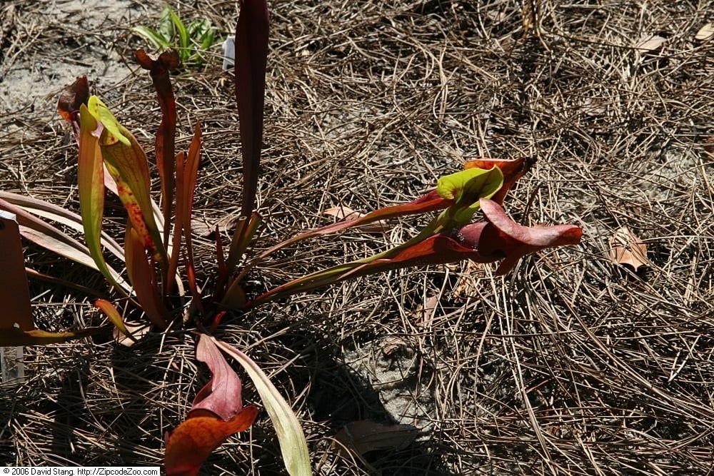 Sarracenia × catesbaei