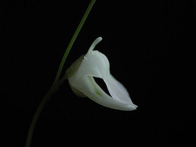 Utricularia Livida
