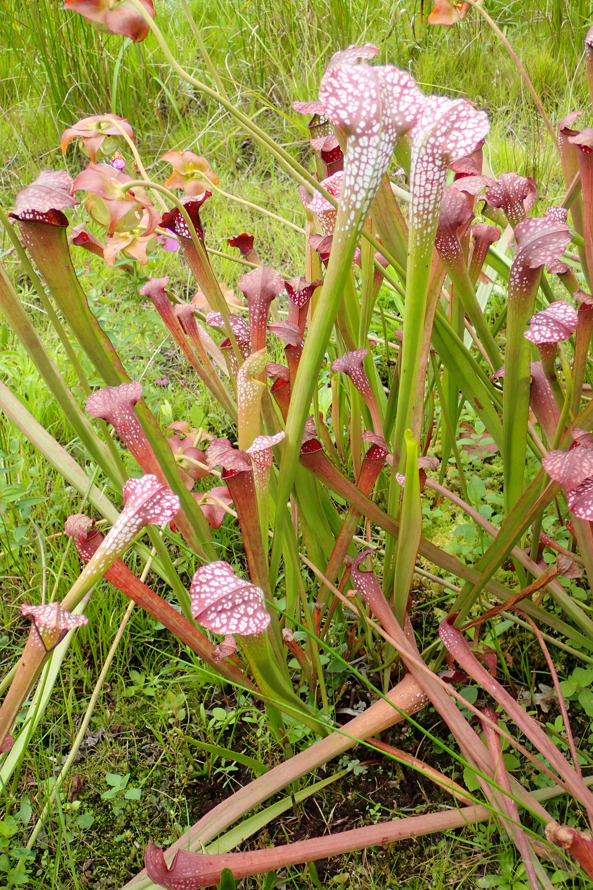 Sarracenia × excellens