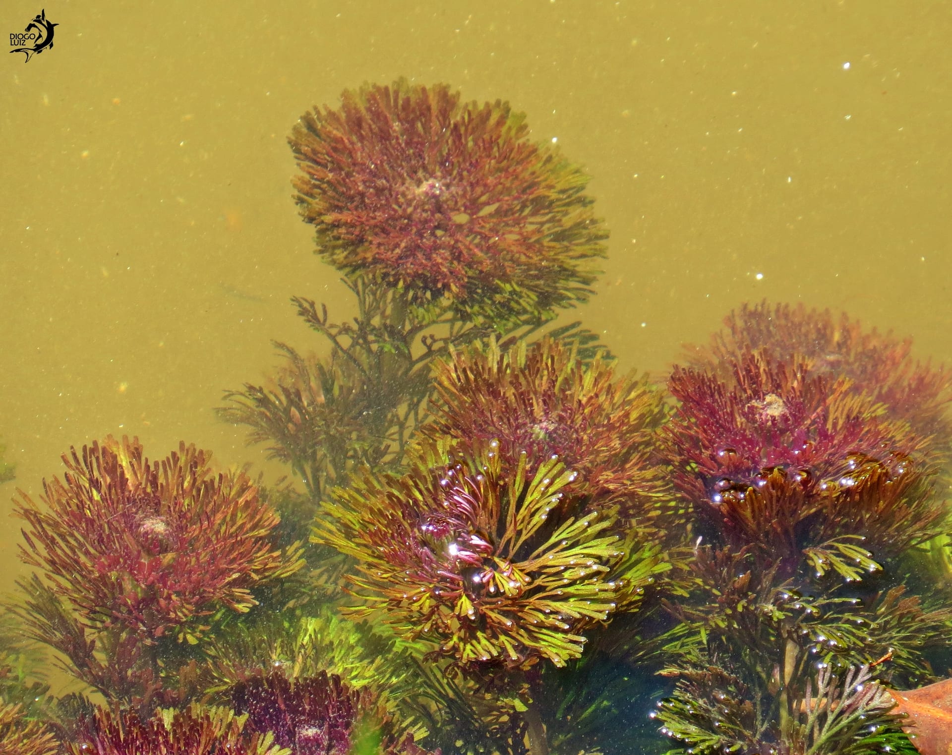 Red cabomba (Cabomba furcata)