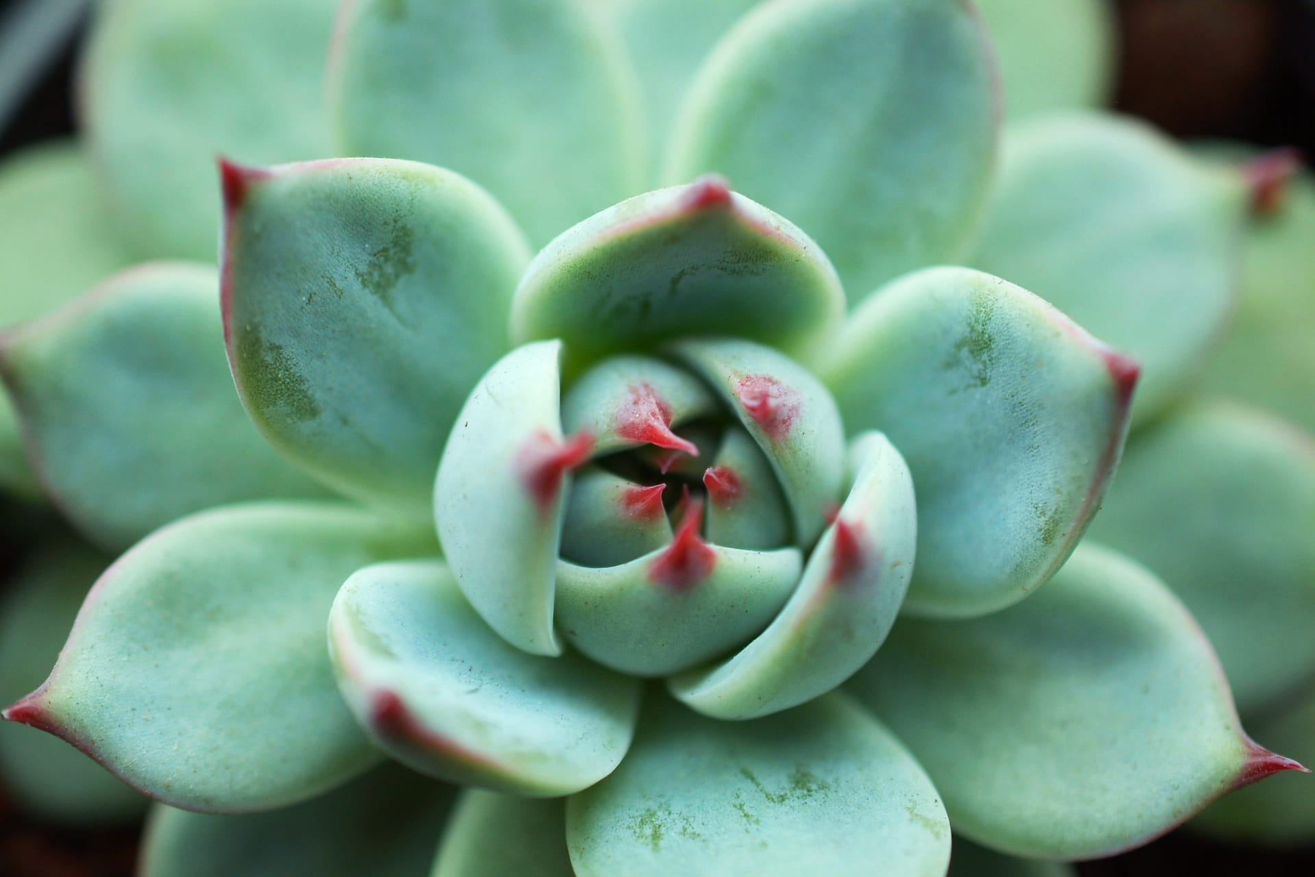 チワワエンシスの育て方・特徴・価格相場｜多肉植物図鑑 | ボタちょく