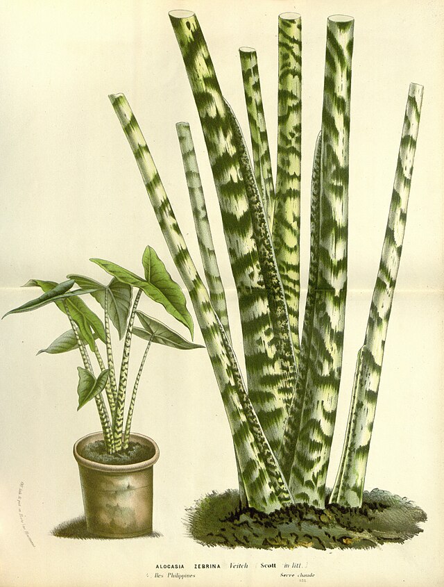 斑馬芋