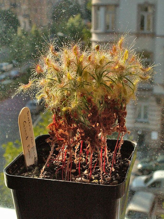 Drosera Scorpioides