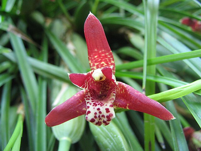 Maxillaria (is derived)