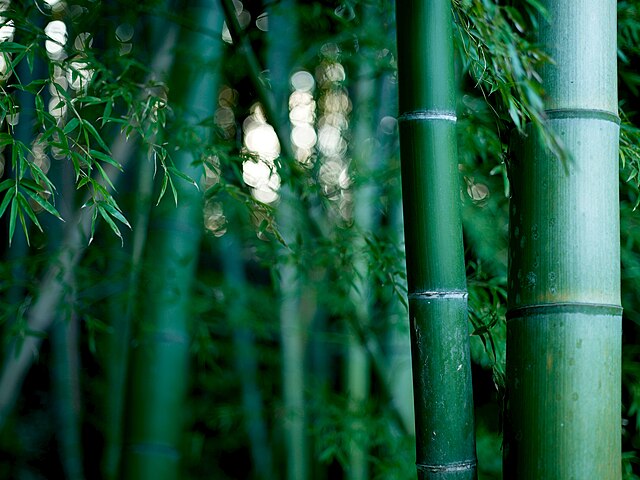 竹（竹類）