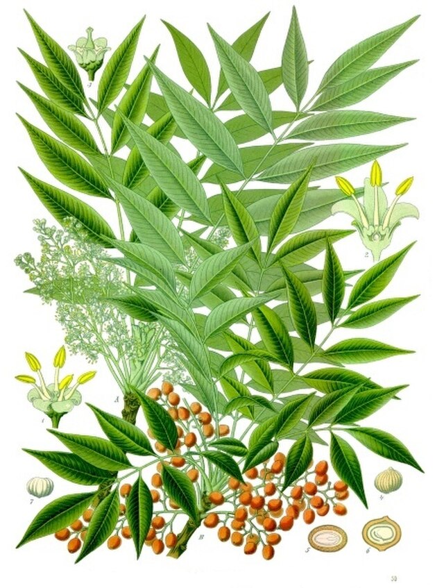 野漆樹