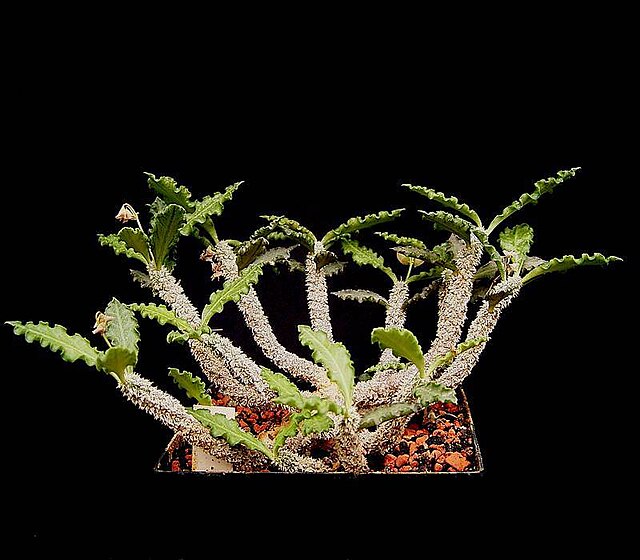 尤弗比亞安波文貝恩西斯 (Euphorbia ambovombensis)