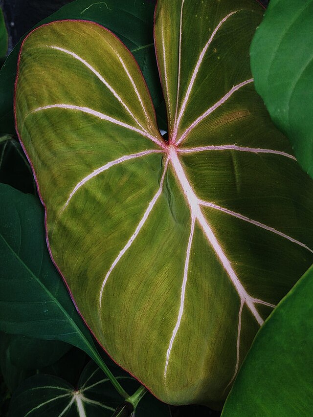 荣耀喜林芋
