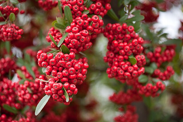 火棘 (Pyracantha)
